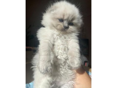 Scottish blue ve blue point yavrular nadir güzellik