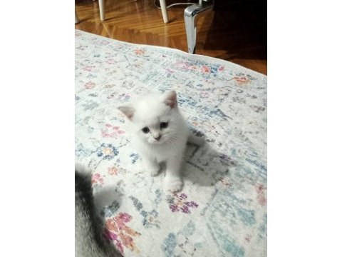 British blue point yavrular