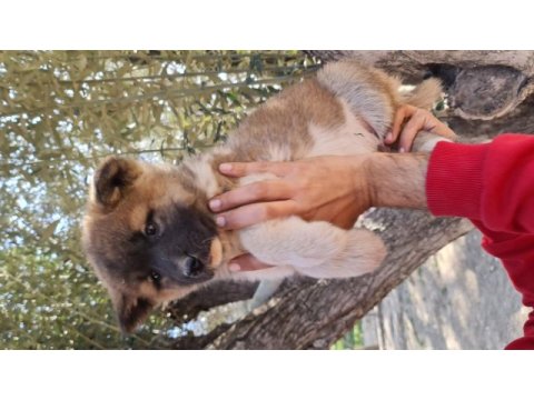 Son akita inu yavrumuz