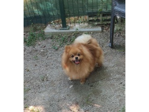 2 yaşında dişi pomeranian