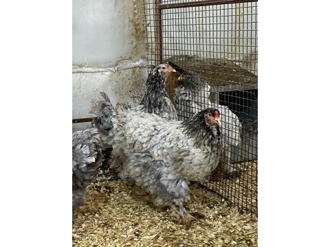 Blue modled brahma kuluçkalık yumurta & civciv