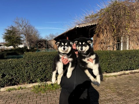 Alaska malamut köpek yavrularımız