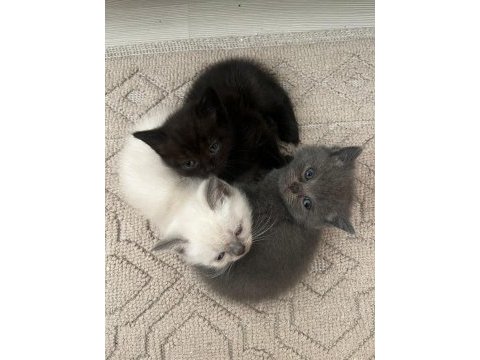 4 british shorthair yavru kedi