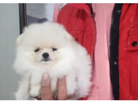 Orijinal pomeranian boo