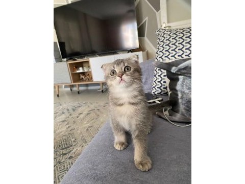 Scottish fold erkek yavru kedimiz
