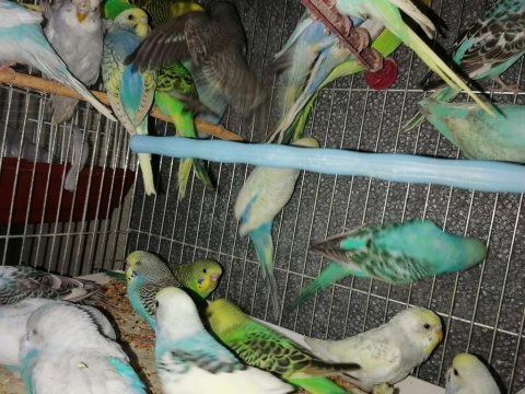 Yerli üretim rengarenk kuşlar kalem gibi