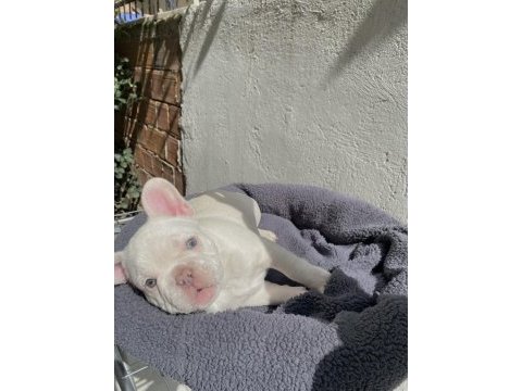 A kalite french bulldog yavruları