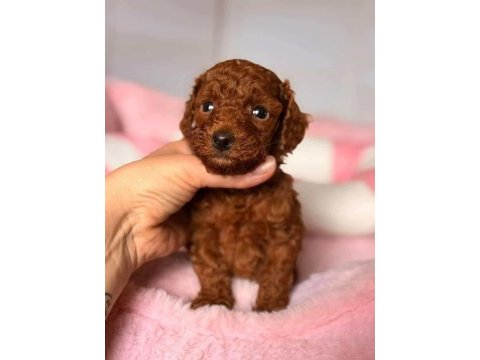 Mükemmel güzellikteki toy poodle yavrular
