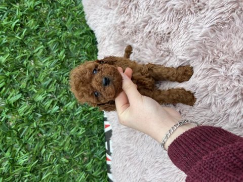 Toy poodle köpeklerimiz