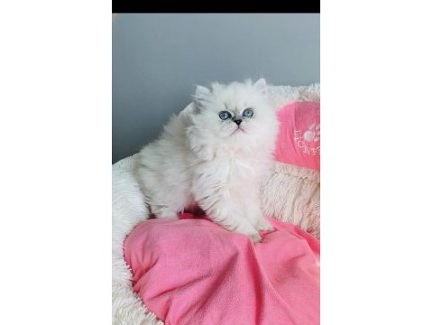 Değerini bilene ns1133 brıtısh longhair bebeğim 