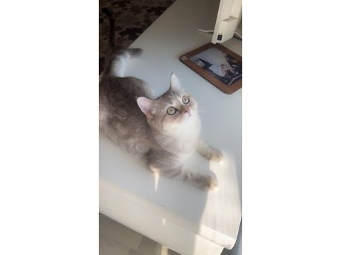 Hirakaramel british shorthair
