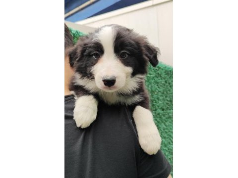 Kıf fcı şecereli mikroçipli blue merle ve siyah border