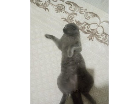 Scottish fold yavrular