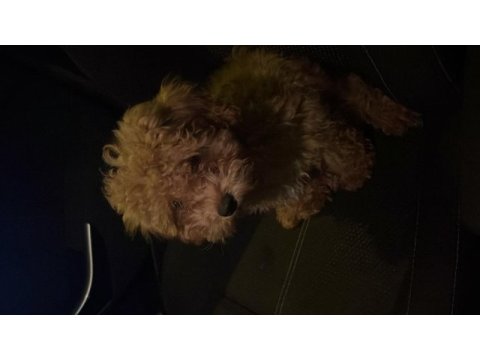 Yavru toy poodle 3 aylık