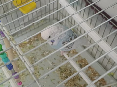 Satılık muhabbet kuşu