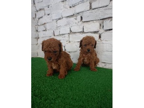 Toy poodle yavrularımız
