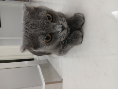Acil 1 yaşında scottish fold