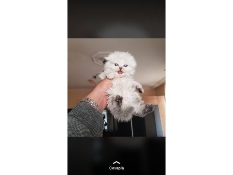 Scottish straight ve scottish fold yavrular