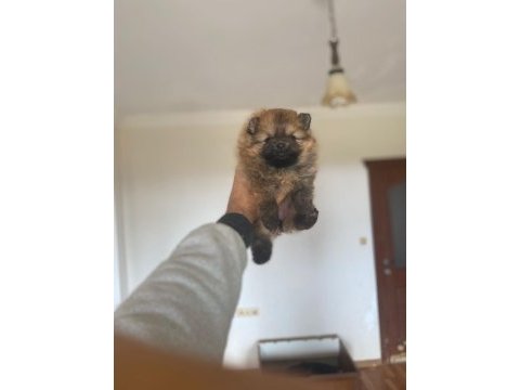 Pomeranian boo minyatür