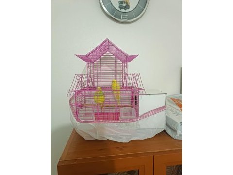 Jumbo hazır takım muhabbet kuşu