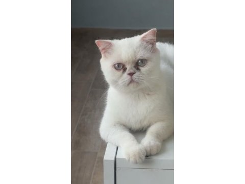 3 yaşında exotic shorthair kedim (dişi)