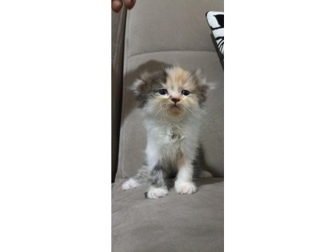 Scottish fold 1 aylık