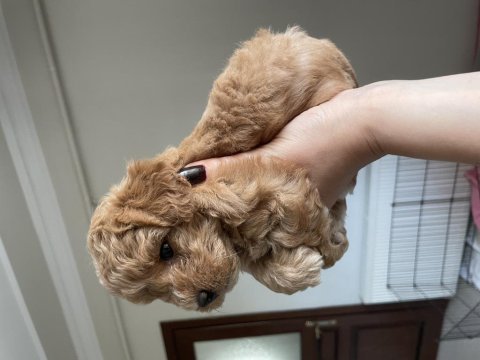 1 aylık poodle dişi