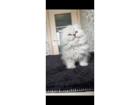 British longhair erkek