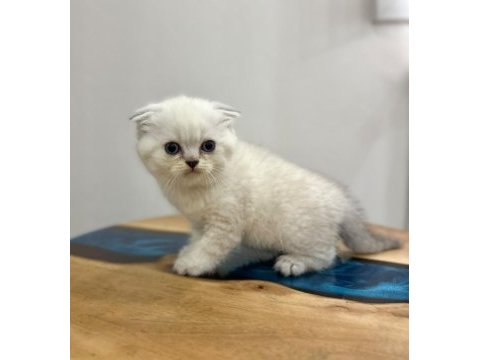 Scottısh brıtısh dişi ve erkek yavru