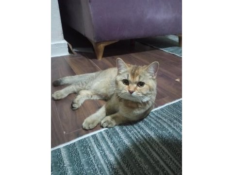 British shorthair golden black acill sahiplendirilecektir