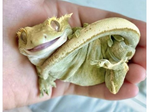 Crested gecko yavru - adult