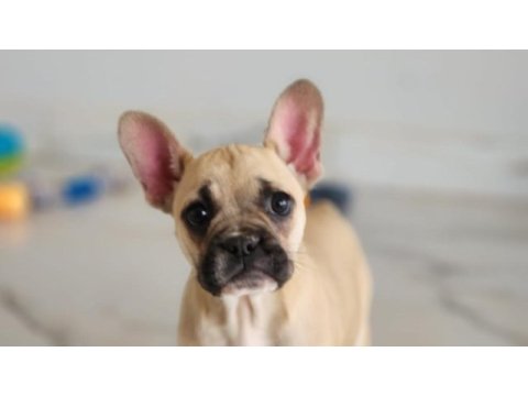Muhteşem french bulldog yavruları