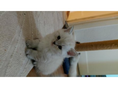 Acil safkan british shorthair yavrularımız