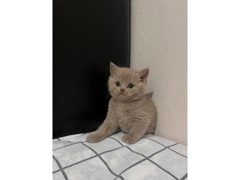 Fawn british shorthair