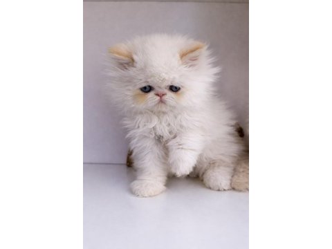 İran persian (show kalite)