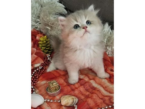 Golden ay11 muhteşem erkek british longhair