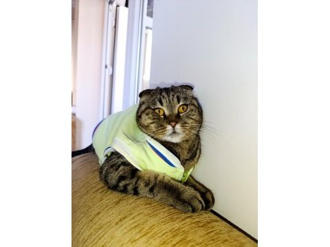 Scottish fold dişi kedimiz