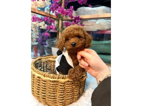 Mağazamız güvencesiyle red toy poodle yavrularımız sizle