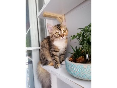 Sakin sevgi dolu dişi kedimiz