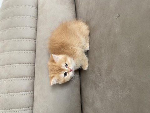 British shorthair 2 aylık dişi yavru