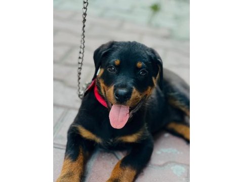Yüksek kalite orjinal yavru rottweiler