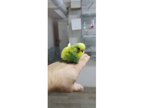 Alıştırmalık şov muhabbet kuşu yavrular