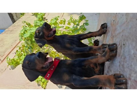 A şecereli doberman yavrularımız