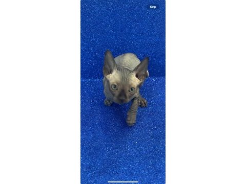 Sphynx sfenks tüysüz dişi erkek yavruları