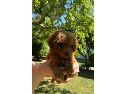 Safkan toy poodle yavrular