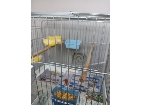 Cinnemon mavi yüz parrot lar