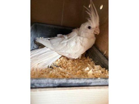 Yavrusu alınmış albino wf hazır takım sultanlar