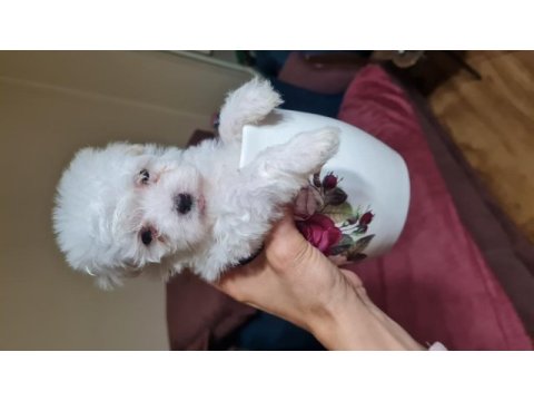 Maltese dişi erkek yavru köpeklerimiz