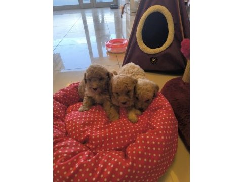 Hazir poodle yavrularımız