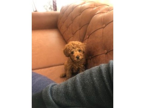 Toy poodle köpeğin